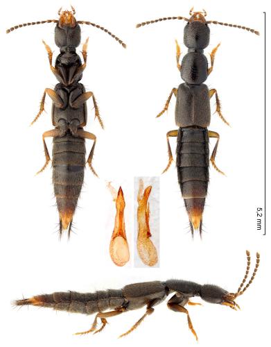 Erichsonius cinerascens